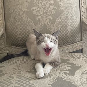 Meet your Posher, Jesenia